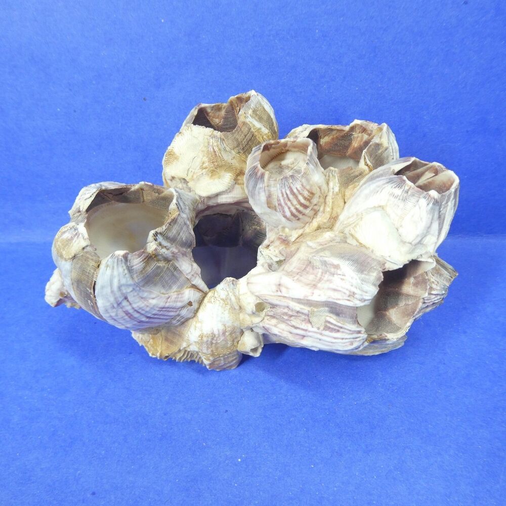 Barnacle Cluster 5" Long 178g Natural Specimen